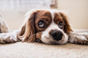 Pawsitive Returns: Why You Should Invest in Pet Companies?